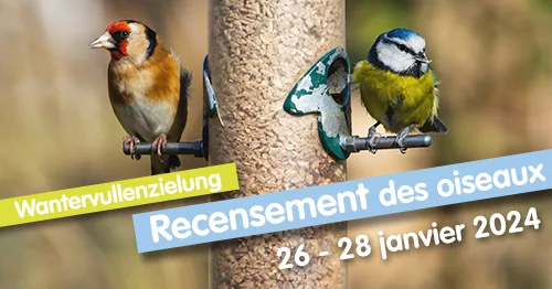 Recensement des oiseaux le 26, 27 et 28 janvier 2024